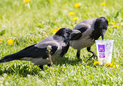 Corvus cornix