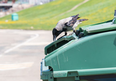 Corvus cornix