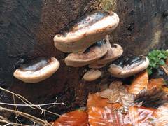 Ganoderma adspersum