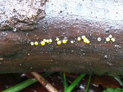 Calycina claroflava