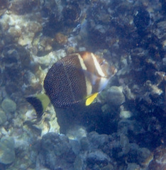 Acanthurus guttatus