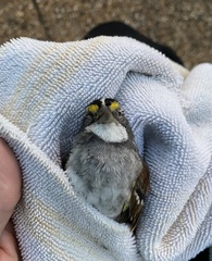 Zonotrichia albicollis