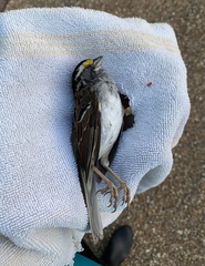 Zonotrichia albicollis