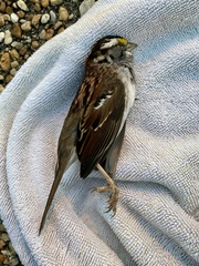 Zonotrichia albicollis