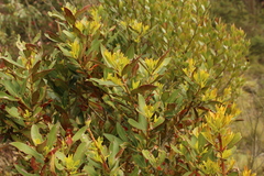 Gaiadendron punctatum