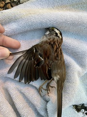 Zonotrichia albicollis