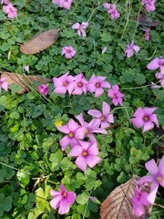 Oxalis hispidula