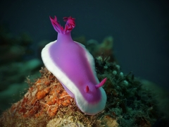 Hypselodoris violacea