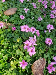 Oxalis hispidula