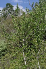 Afrocanthium mundianum