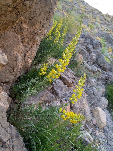 Linaria grandiflora, photograph 3