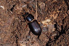 Odontotaenius disjunctus