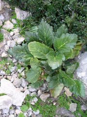 Pastinaca lucida