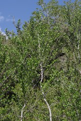 Afrocanthium mundianum