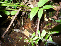 Desmognathus santeetlah