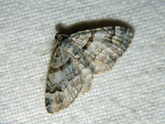Xanthorhoe abrasaria congregata