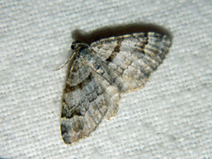 Xanthorhoe abrasaria congregata