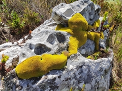 Hypodontium pomiforme