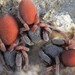 Common Palp-footed Spiders - Photo (c) Jose Manuel Rasero Díaz, some rights reserved (CC BY-NC), uploaded by Jose Manuel Rasero Díaz
