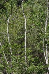 Afrocanthium mundianum