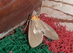 Asota canaraica