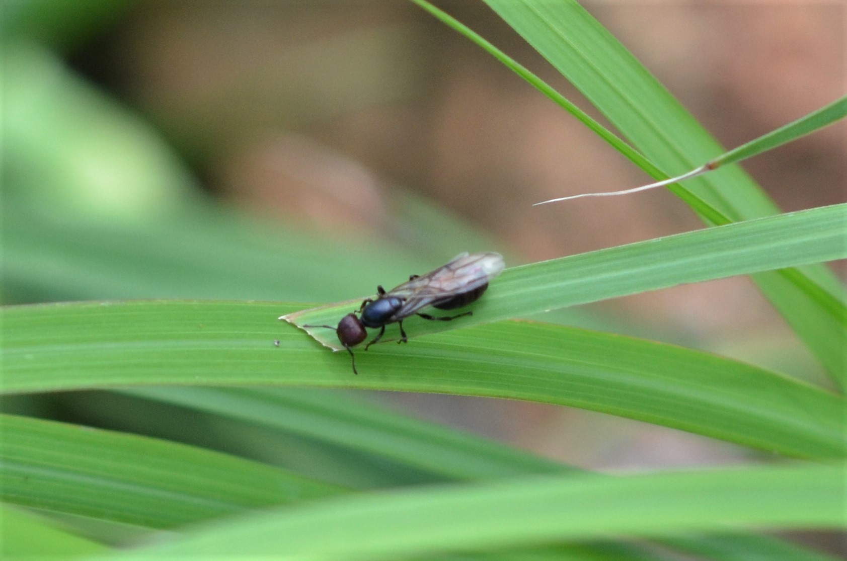 Atopomyrmex mocquerysi