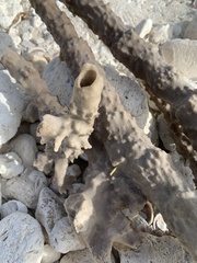 Callyspongia