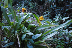 Aechmea calyculata