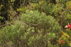 Linochilus rosmarinifolius