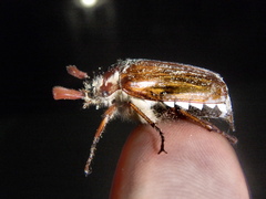 Melolontha permira
