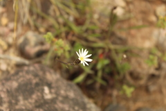 Noticastrum marginatum