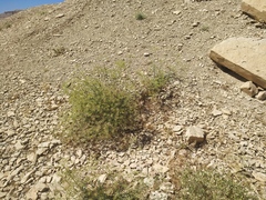 Ducrosia anethifolia