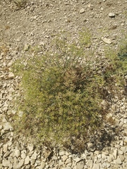 Ducrosia anethifolia