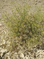 Ducrosia anethifolia
