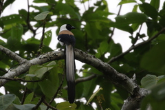 Dendrocitta leucogastra