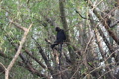 Semnopithecus johnii