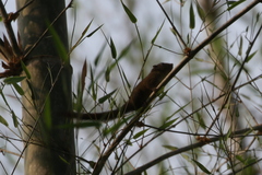 Funambulus sublineatus