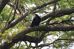 Semnopithecus johnii