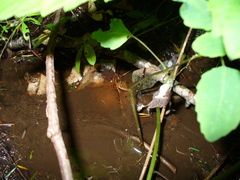 Desmognathus santeetlah