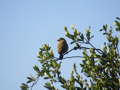 Crithagra atrogularis