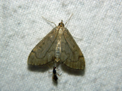 Anania mysippusalis