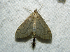 Anania mysippusalis