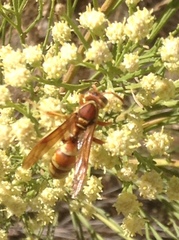 Polistes dorsalis californicus