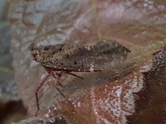 Copidocephala viridiguttata