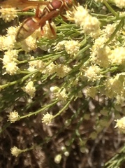Polistes dorsalis californicus