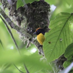 Euphonia anneae