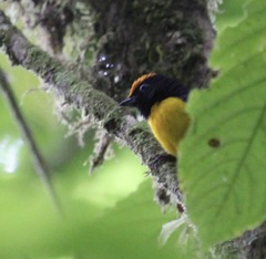 Euphonia anneae