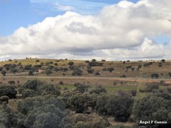 Quercus rotundifolia