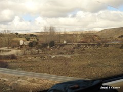 Quercus rotundifolia