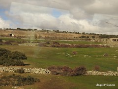 Quercus rotundifolia